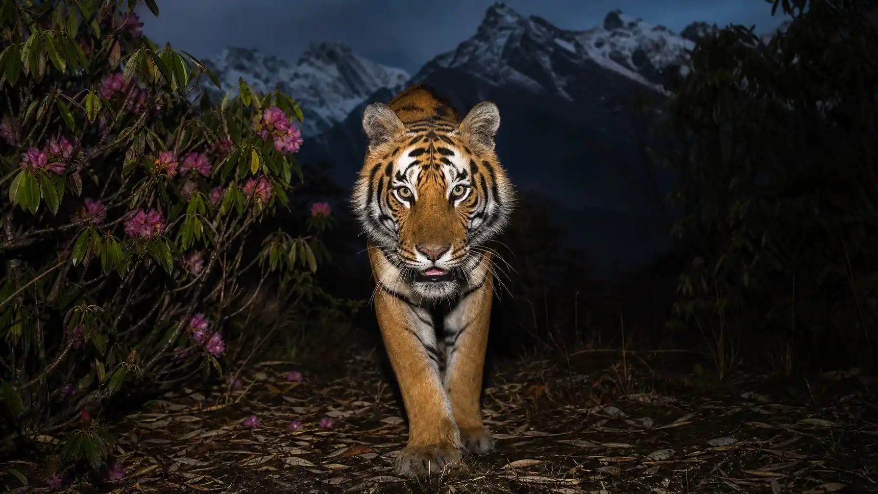 Binsar Wildlife Sanctuary: Tiger-Leopard Census in Kumaon Himalayas
