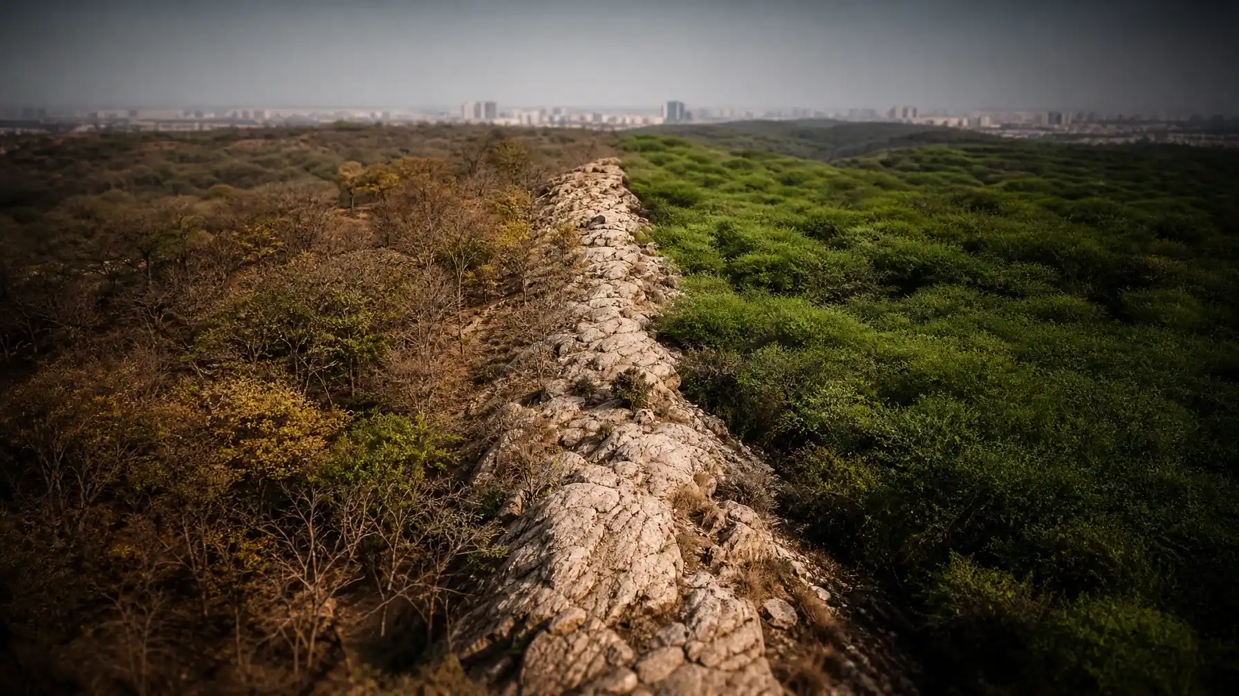 Asola Bhatti Invasion: 63.48% Landscape Under Alien Tree Cover